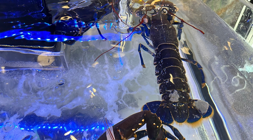 Homard en vivier